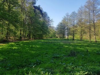 Trees growing in field