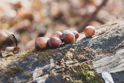 Close-up of shell on wood