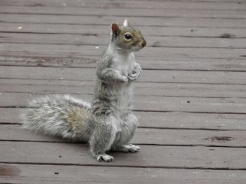 High angle view of squirrel on boardwalk