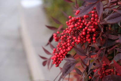 Close-up of red fruits growing on plants