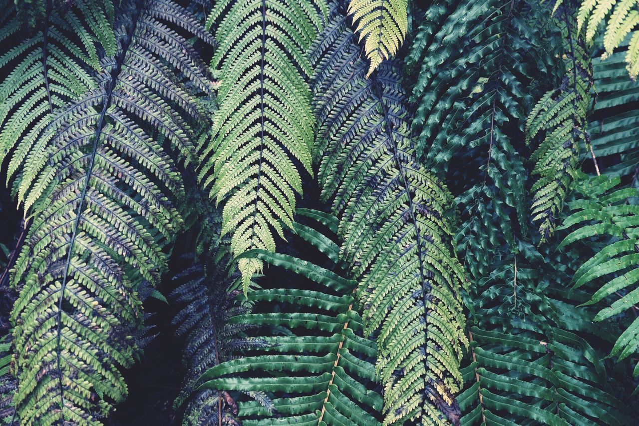 CLOSE-UP OF LEAVES