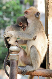 Close-up of monkey sitting outdoors