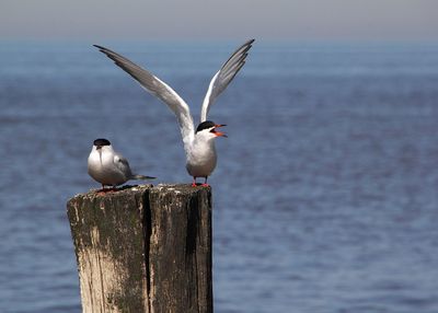 Seagulls perching on wooden post