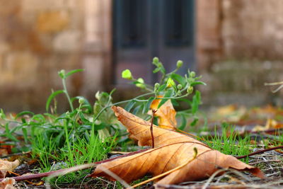 Close-up of dry leaves on field