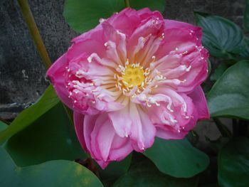 Macro shot of pink water lily