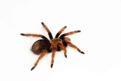 Close-up of spider on white background