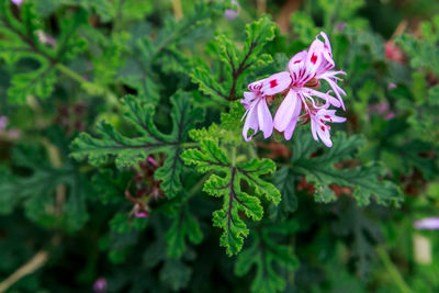 Close-up of pink flowering plant