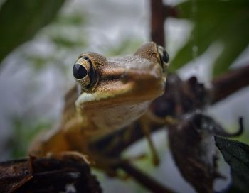 Close-up of frog on leaf