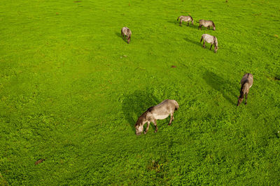 White mustangs grazing grass on the farmland. group of animals on pasture. endangered wild horse