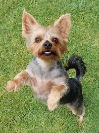 Portrait of dog on grass