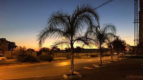 Bare trees against sky at sunset