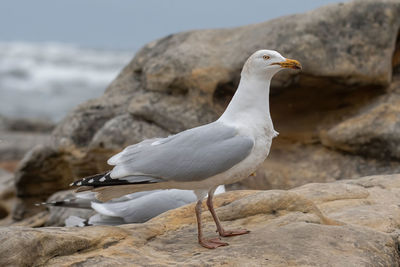 Seagull perching on rock