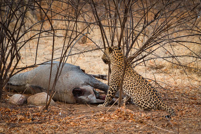 View of leopard after hunting of blue bull