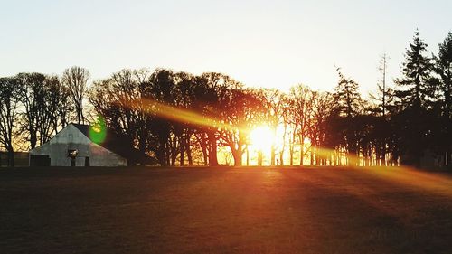 Sun shining through trees