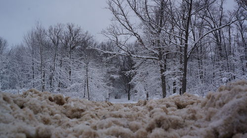 Snow covered trees against sky