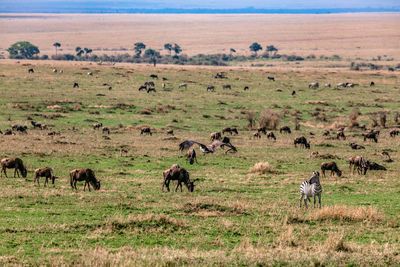 Flock of sheep grazing in a field