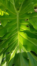 Full frame shot of leaves