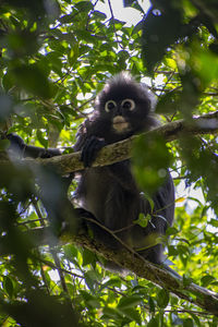 Portrait of monkey sitting on tree in forest