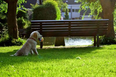 Dog sitting in a yard