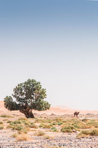 Tree at desert against clear blue sky