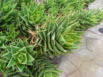 High angle view of cactus