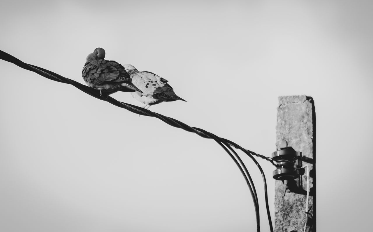 LOW ANGLE VIEW OF BIRD PERCHING ON A POWER LINE