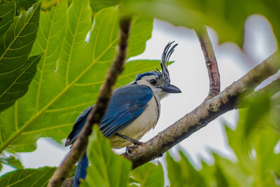 Bird perching on a branch