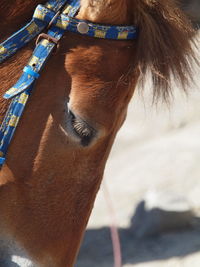 Close-up of a horse in ranch