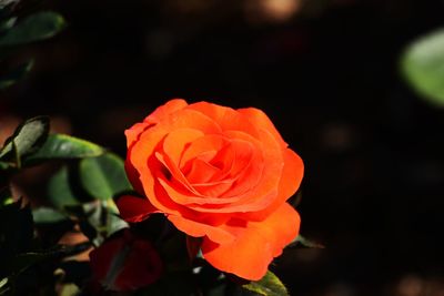 Close-up of rose on plant