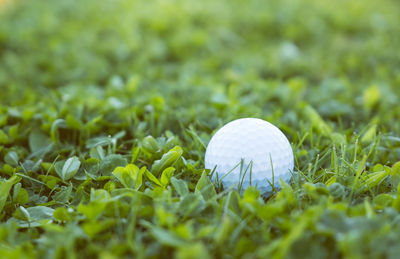 Close-up of ball growing on field