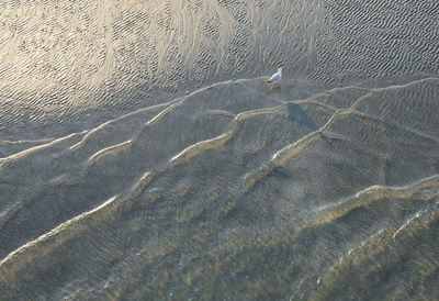 High angle view of starfish on beach