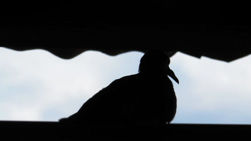 Low angle view of bird perching on wall