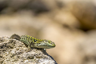 Close-up of lizard on rock