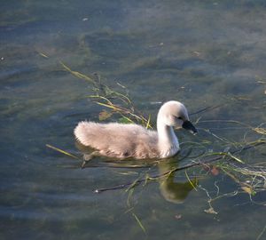 Swan swimming in lake
