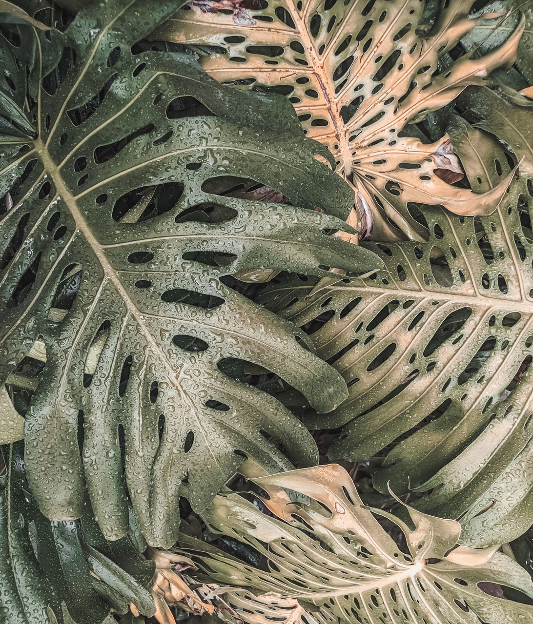 HIGH ANGLE VIEW OF FRESH CACTUS PLANT