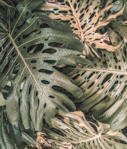 High angle view of succulent plants