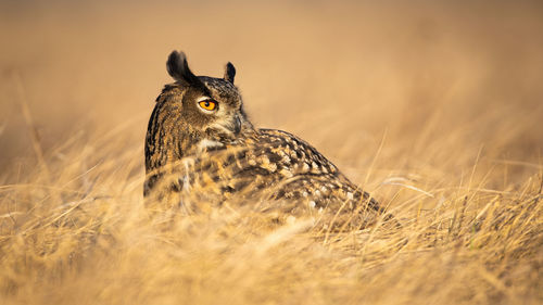 Close-up portrait of a bird on field