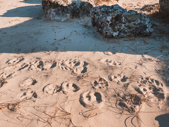 Footprints in the sand. rocks, sand and dry plants