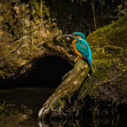 Close-up of a king fisher perching on tree