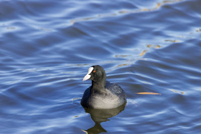 High angle view of duck swimming in lake