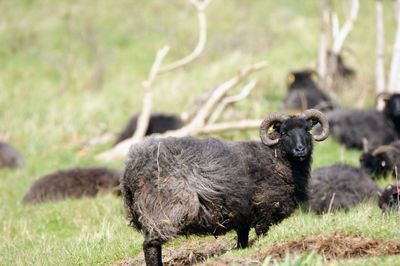 Sheep in a field