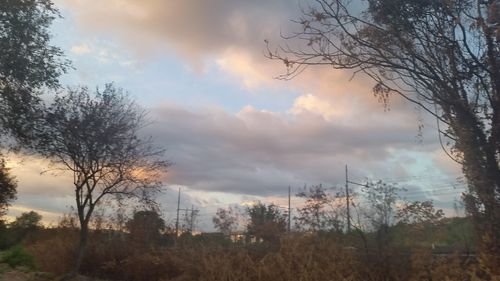 Trees on landscape against sky