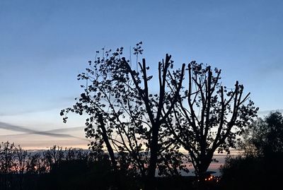 Silhouette tree against sky during sunset