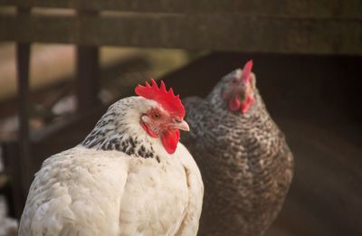 Close-up of rooster