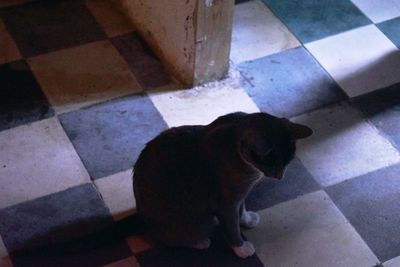 High angle view of cat sitting on floor
