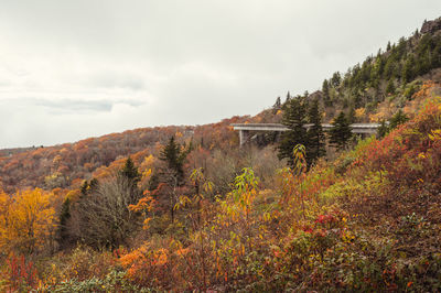 Plants growing on land against sky during autumn