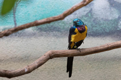 High view of multi colored bird perching on branch