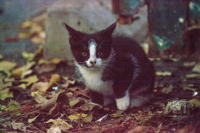 Portrait of cat on field