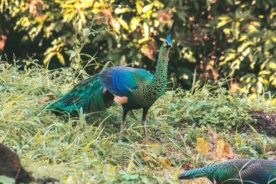 Peacocks walk