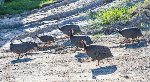 High angle view of birds on land